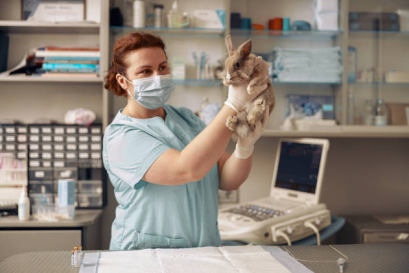 Onde Agendar Consulta Veterinária para Gato Piacaveira - Consulta de Gatos