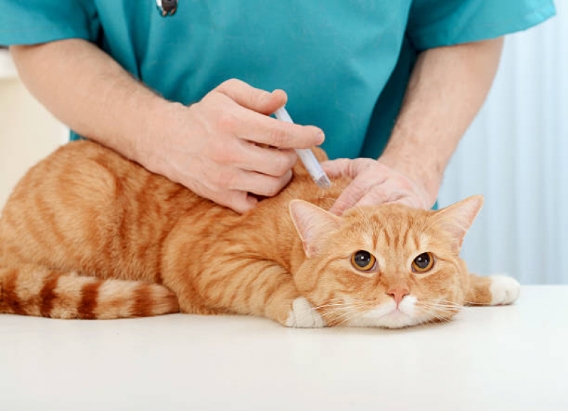 Onde Comprar Remédio de Dor para Gato Phoc II - Remédio de Verme para Gato