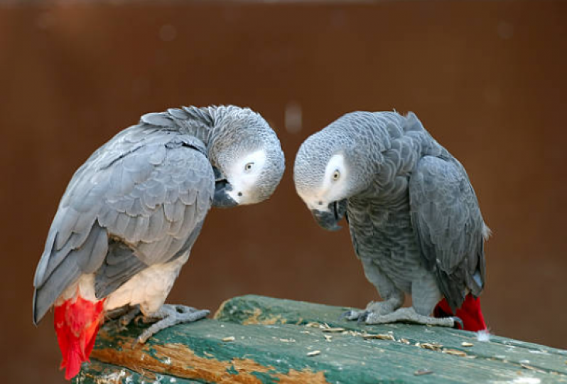Onde Encontrar Veterinário Especializado em Aves Vilas - Veterinário de Papagaio