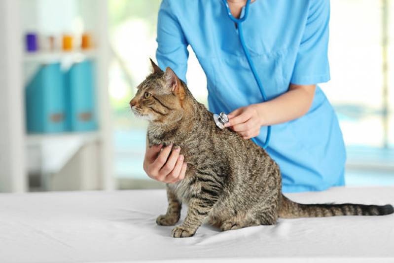 Onde Marcar Consulta de Gatos Phoc II - Consulta Veterinária para Gatos