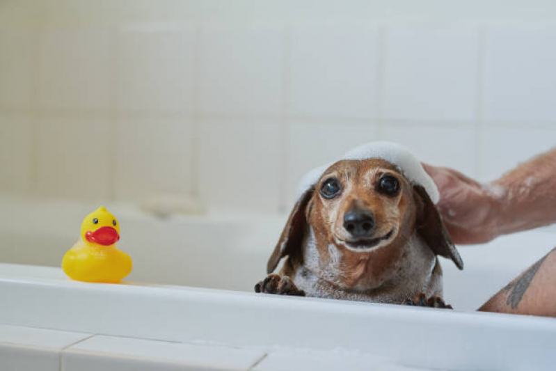 Onde Tem Banho e Tosa Cachorro Bravo Cajazeiras - Banho e Tosa Higiênica para Cachorro