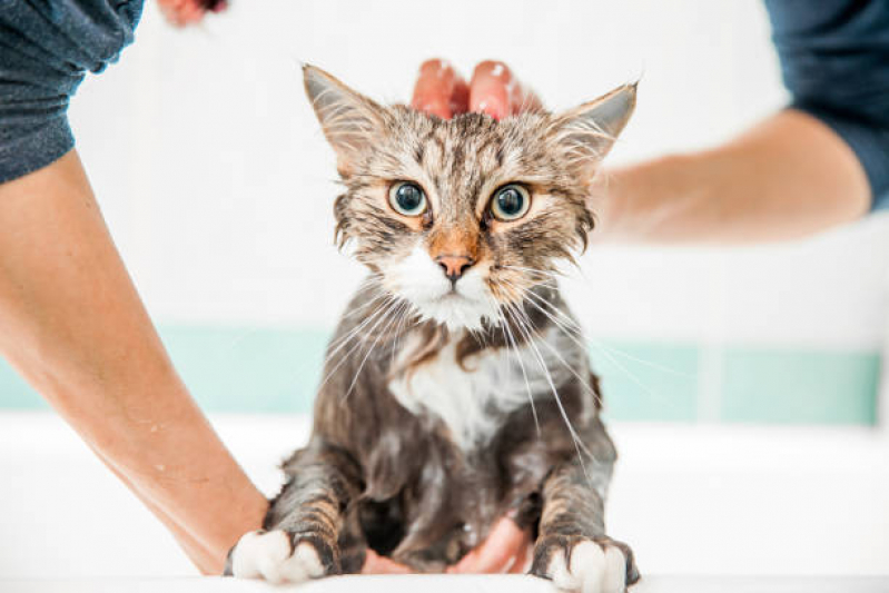 Onde Tem Banho e Tosa em Gato Catu D Abrantes - Banho e Tosa Cachorro Pequeno