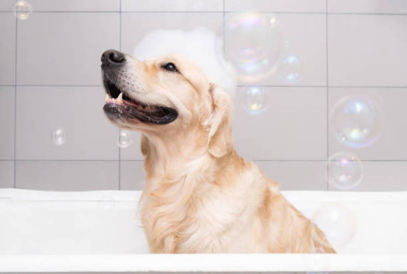 Onde Tem Banho e Tosa em Gatos Cajazeiras - Banho e Tosa Higiênica para Cachorro