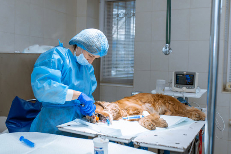 Onde Tem Cirurgia Animal Caji Vida Nova - Cirurgia de Castração de Cachorro