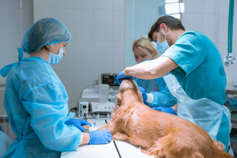 Onde Tem Cirurgia de Castração de Cachorro Centro - Cirurgia Animal