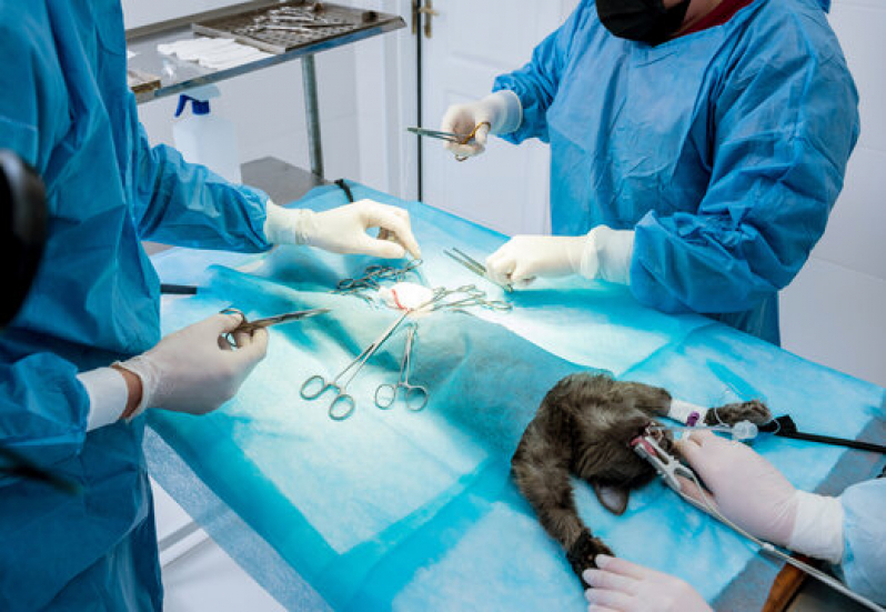Onde Tem Cirurgia em Animais de Pequeno Porte Vilaa D Abrantes - Cirurgia para Castrar Cachorro