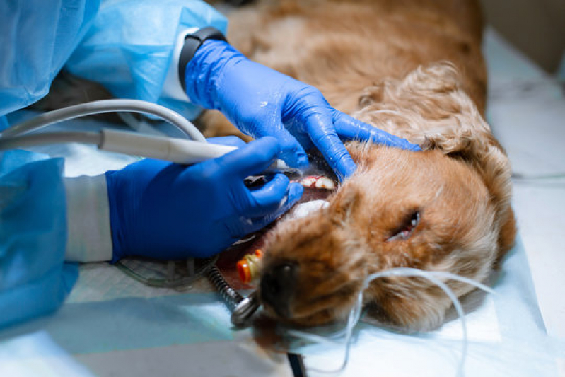 Onde Tem Cirurgia Ortopédica em Cachorro Caixa Dágua - Cirurgia para Castrar Cachorro