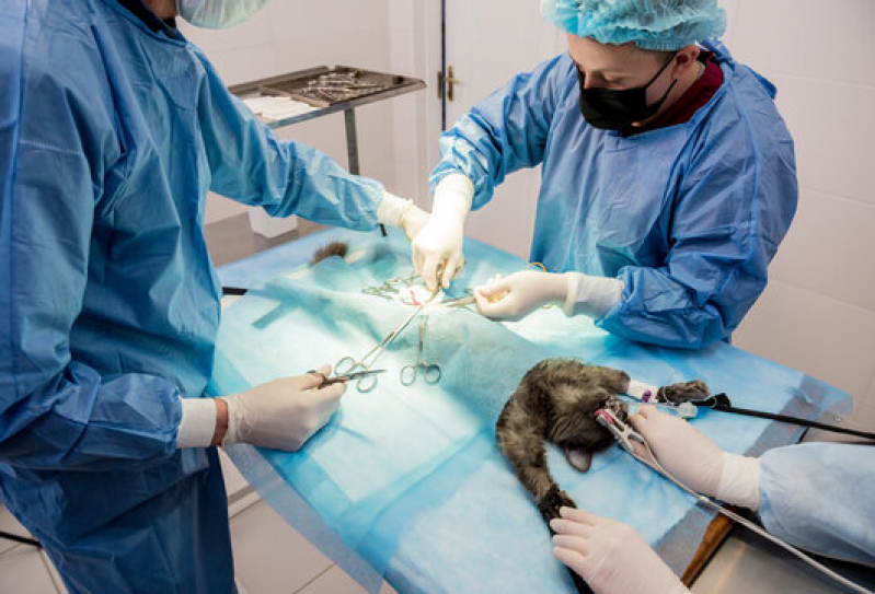 Onde Tem Cirurgia Veterinária Castração Gatos Portoo - Cirurgia para Castrar Cachorro