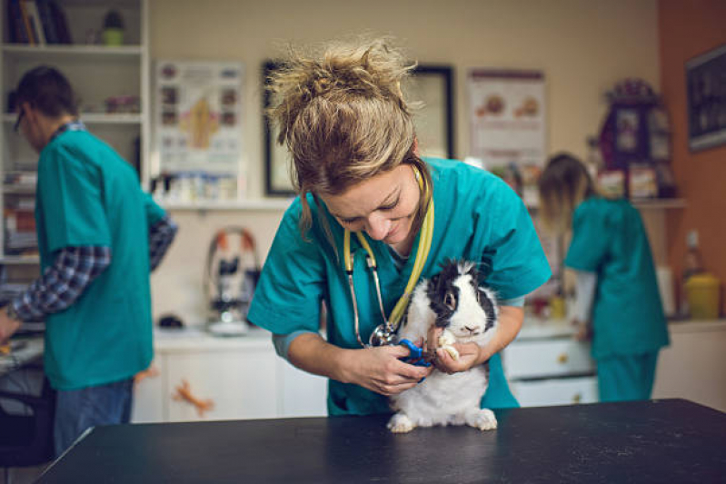 Onde Tem Cirurgia Veterinária Silvestres Parque Verde - Cirurgia para Castrar Cachorro