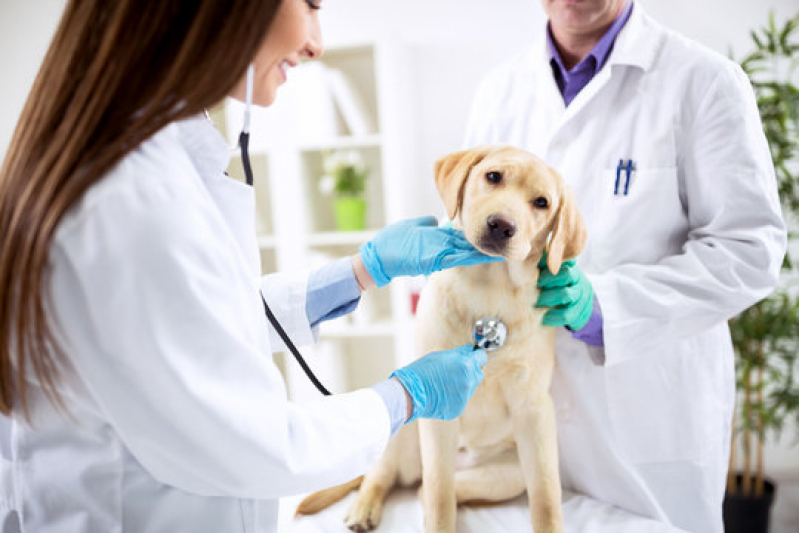 Onde Tem Dermatologista para Cachorro Candeias - Dermatologista para Pet