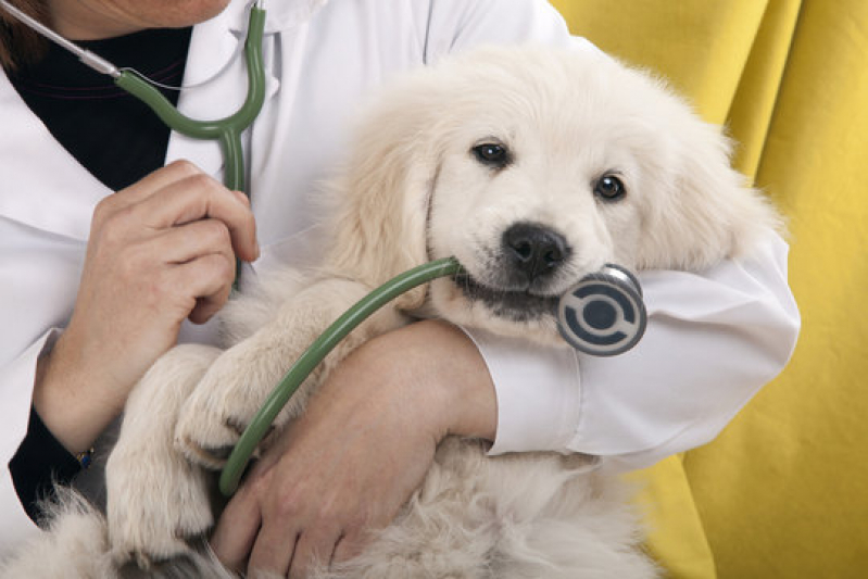 Onde Tem Dermatologista para Pet Ficam II - Dermatologista para Cães e Gatos
