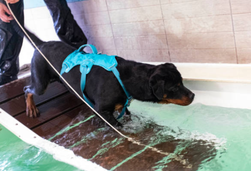 Onde Tem Fisioterapia de Cachorro Itinga Caji - Fisioterapia para Displasia Coxofemoral em Cães