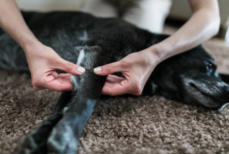 Onde Tem Fisioterapia para Cachorro com Displasia Areia Branca - Fisioterapia em Cachorro