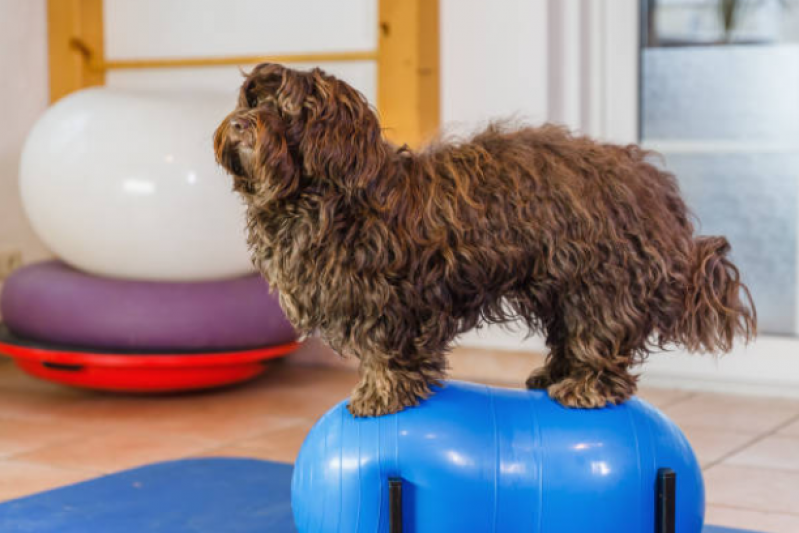 Onde Tem Fisioterapia para Cães com Hérnia de Disco Barra da Pojuca - Fisioterapia para Luxação de Patela em Cães