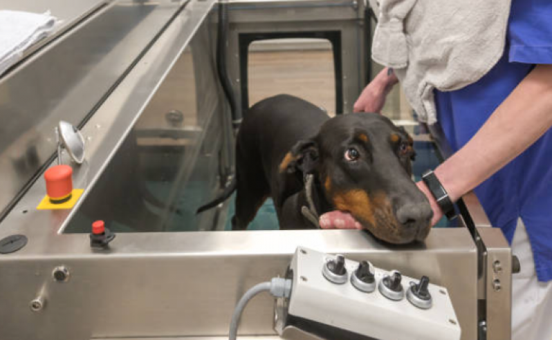 Onde Tem Fisioterapia para Luxação de Patela em Cães Pintagueiras - Fisioterapia para Coluna de Cachorro