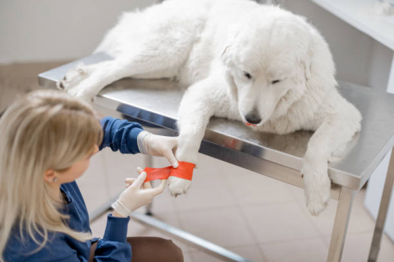 Ortopedia em Pequenos Animais Contato Santo Amaro de Ipitanga - Ortopedista para Cães