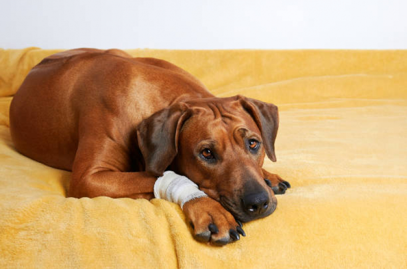 Ortopedia em Pequenos Animais Perto de Mim Camacari D Dentro - Ortopedista Cachorro