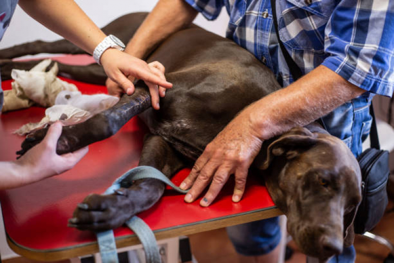 Ortopedia para Cães Contato Areias - Ortopedista Cachorro