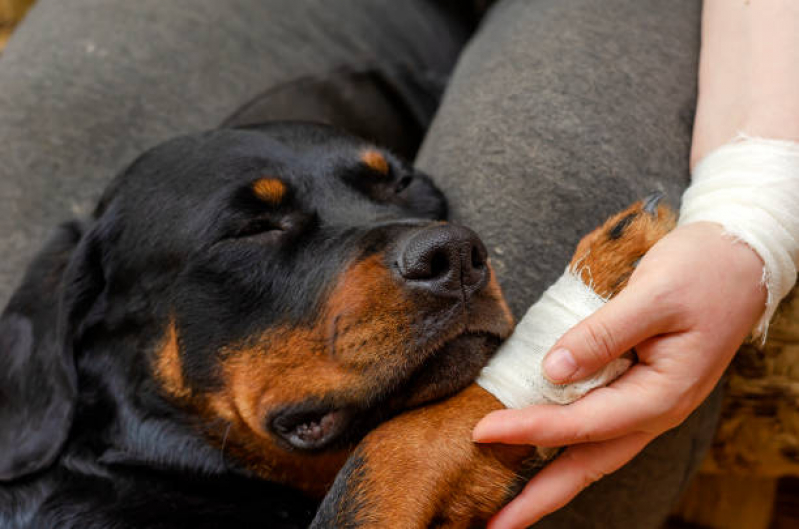 Ortopedia para Cães Jaua - Ortopedista para Cachorro