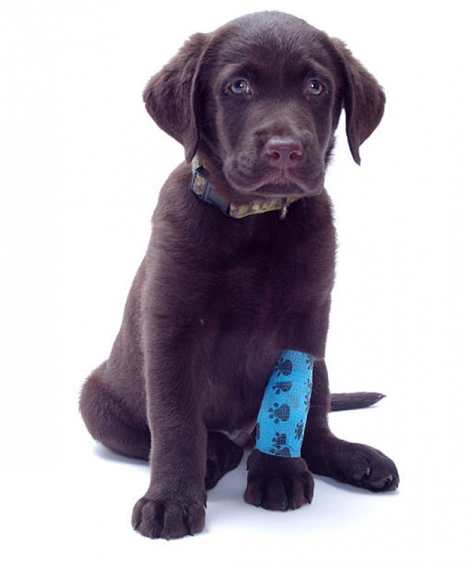 Ortopedista Cachorro Perto de Mim Alphaville I - Ortopedista Canino