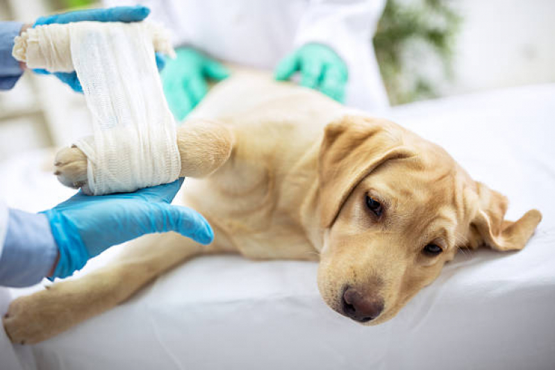 Ortopedista Cachorro Candeias - Ortopedista para Cães