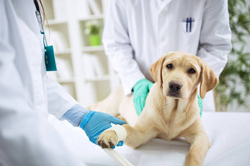 Ortopedista Canino Contato Ipitanga - Ortopedia para Cães