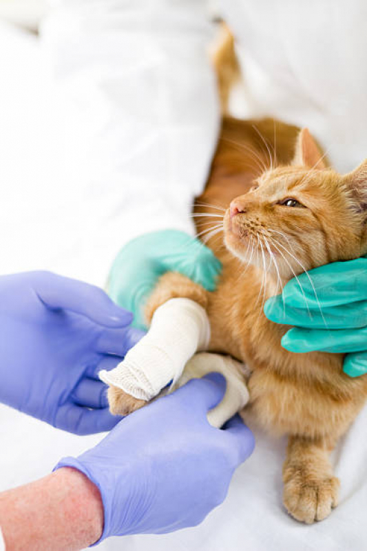 Ortopedista Canino Perto de Mim Caixa Dágua - Ortopedista para Gatos