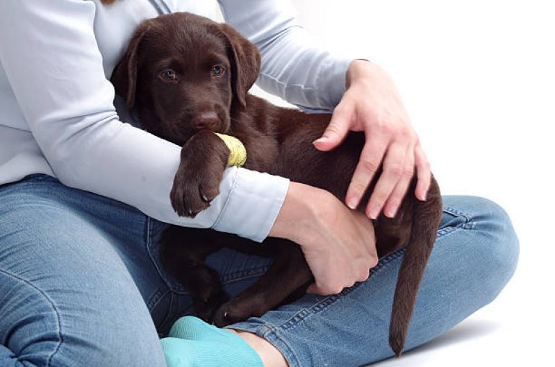 Ortopedista de Cachorro Catu D Abrantes - Ortopedista Canino