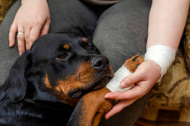 Ortopedista para Cachorro Contato Jardim Taubaté - Ortopedista para Cães