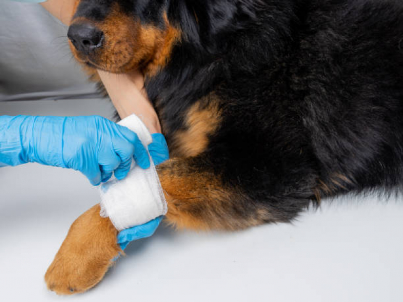 Ortopedista para Cachorro Perto de Mim Mata de São João - Ortopedista Veterinário 24 Horas