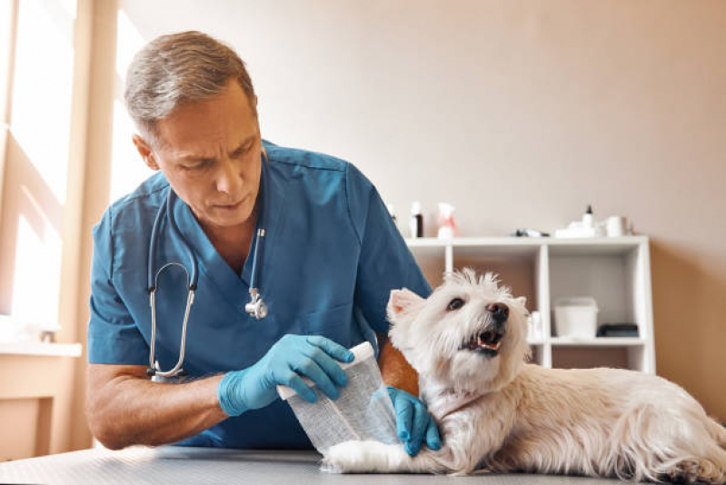 Ortopedista para Cachorro Capela Areia Branca - Ortopedista Canino