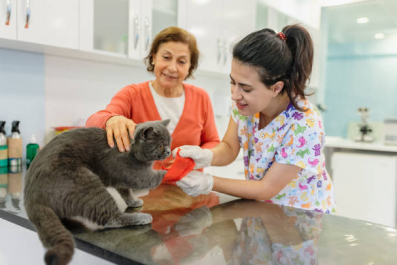 Ortopedista para Gatos Contato Caji Vida Nova - Ortopedia para Cães
