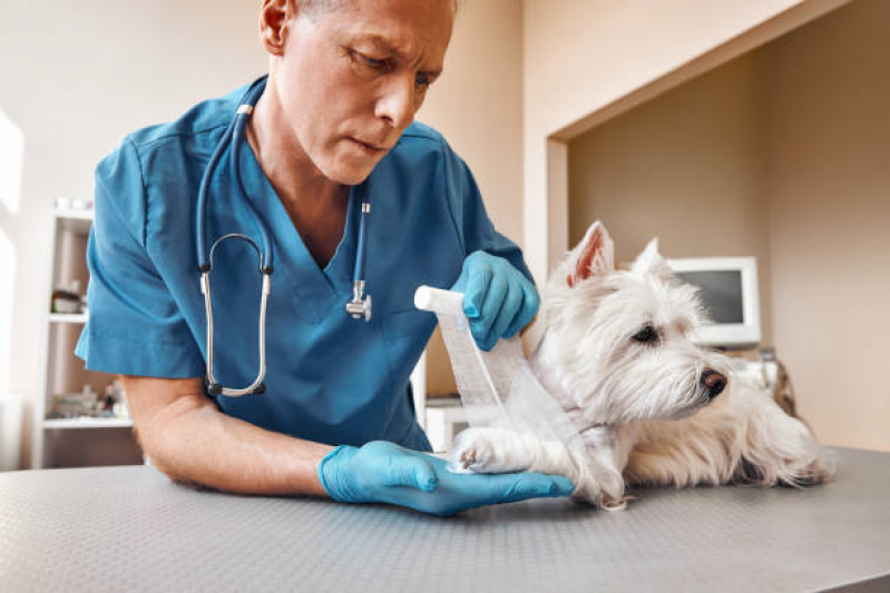 Ortopedista para Gatos Perto de Mim Imbassai - Ortopedista de Cachorro