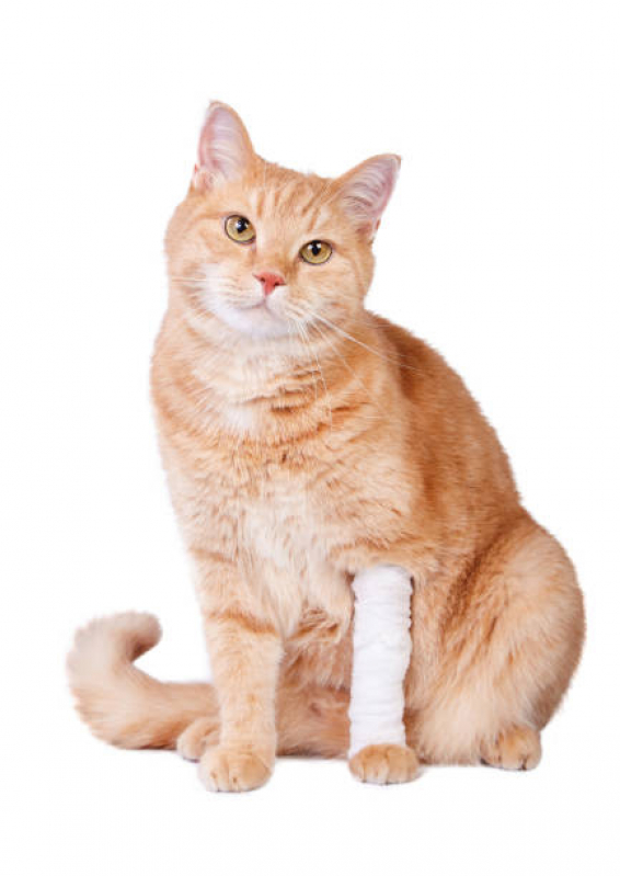 Ortopedista para Gatos Jardim Belohorizonte - Ortopedia em Pequenos Animais
