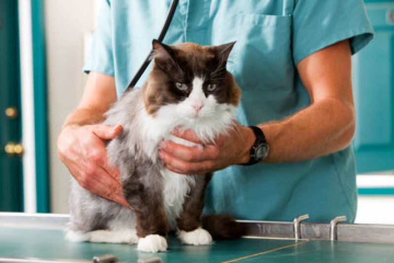 Ortopedista Pet Caminho Árvores - Ortopedista para Gatos