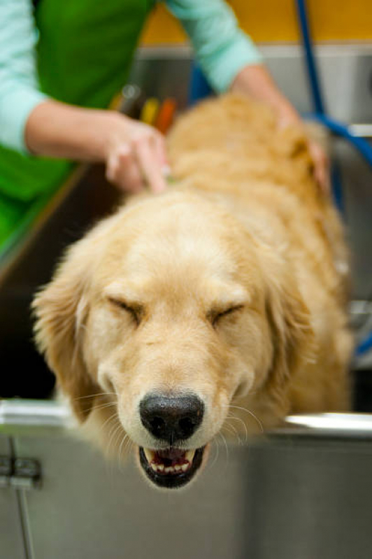 Pet Shop Cães e Gatos Jambeiro - Pet Shop Banho e Tosa