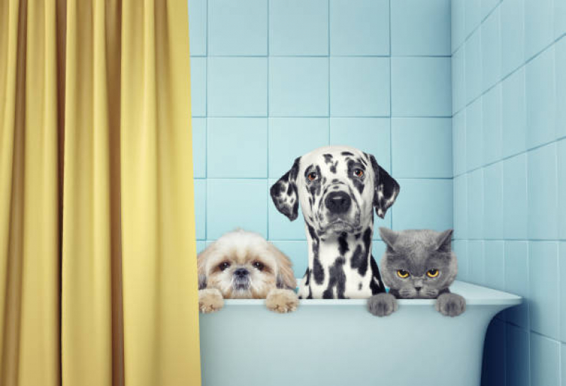 Pet Shop Cão e Gato Itinga Caji - Pet Shop 24 Horas