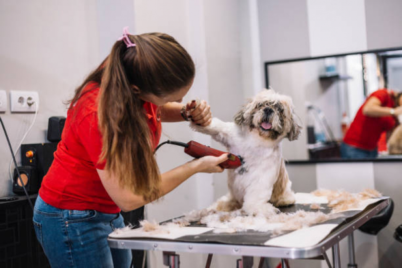 Pet Shop Próximo a Mim Endereço Vilas - Pet Shop 24 Horas Perto de Mim