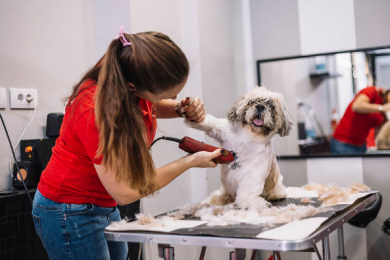 Pet Shop Próximo a Mim Endereço Jambeiro - Pet Shop Próximo