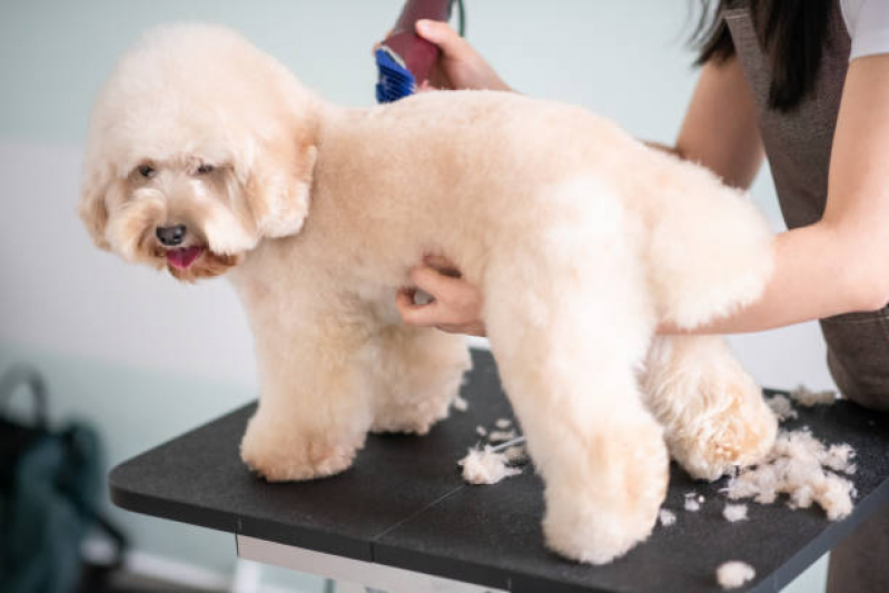 Pet Shop Próximo Endereço Capelão Areia Branca - Pet Shop Perto de Mim