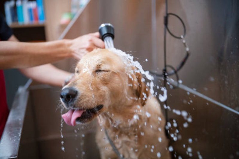 Preço de Banho e Tosa Cachorro Bravo Araqui - Banho e Tosa em Cães