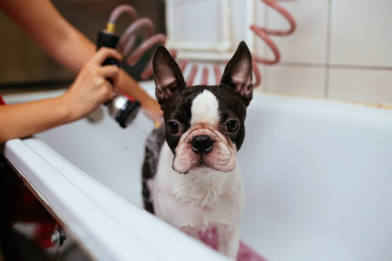 Preço de Banho e Tosa Cachorro Grande Caminho Árvores - Banho e Tosa Cachorro Pequeno