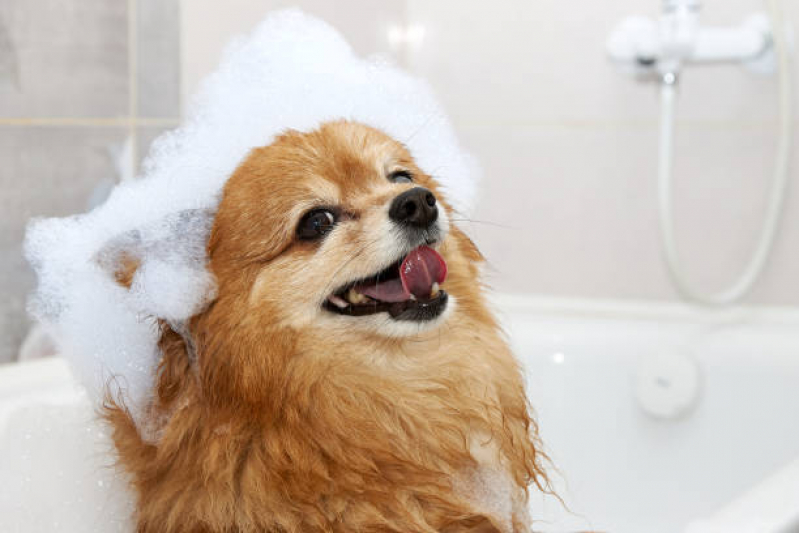 Preço de Banho e Tosa Cachorro Pequeno Gleba E - Banho e Tosa de Cachorro