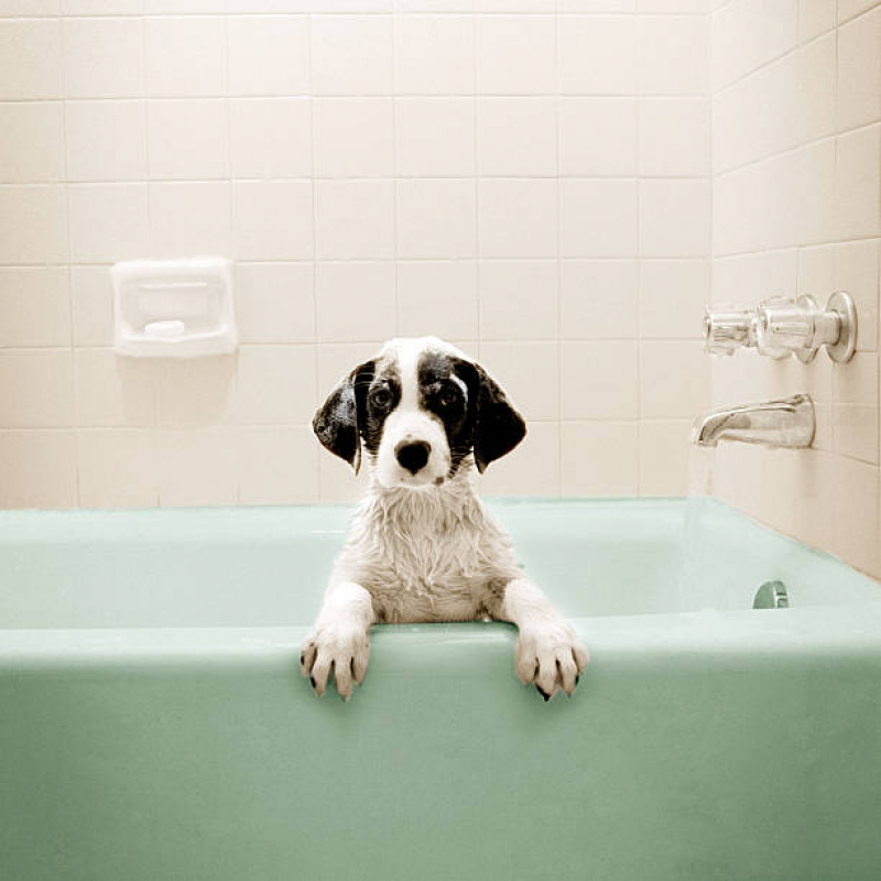 Preço de Banho e Tosa de Cachorro Gravata - Banho e Tosa Cachorro Pequeno
