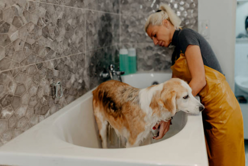 Preço de Banho e Tosa em Cachorro Camaçari - Banho e Tosa Higiênica para Cachorro