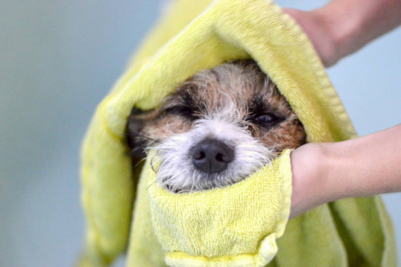 Preço de Banho e Tosa em Cães São Francisco do Conde - Banho e Tosa Higiênica para Cachorro