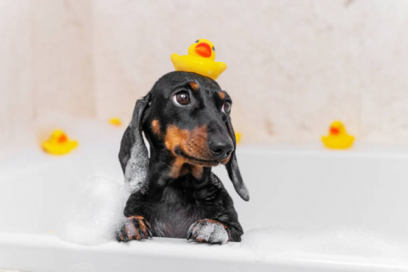 Preço de Banho e Tosa em Gatos Centro - Banho e Tosa Higiênica para Cachorro