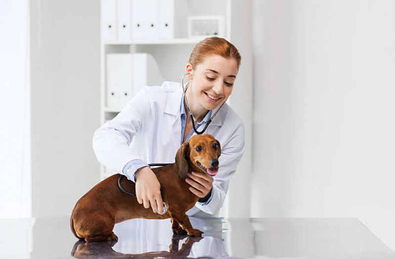 Preço de Remédio para Carrapato Cachorro Pitagueiras - Remédio para Matar Pulga de Cachorro