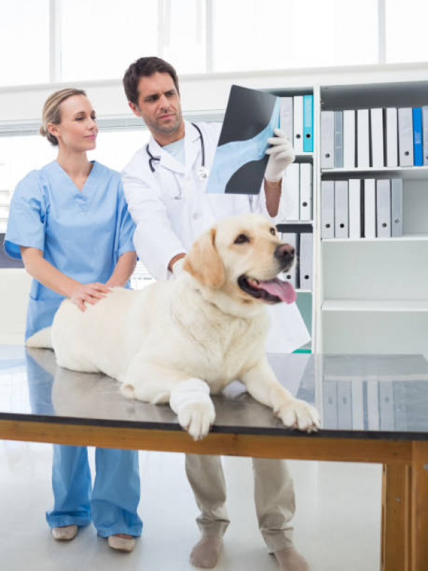 Raio X para Cachorro Agendar Barro Duro - Exame de Sangue Veterinário