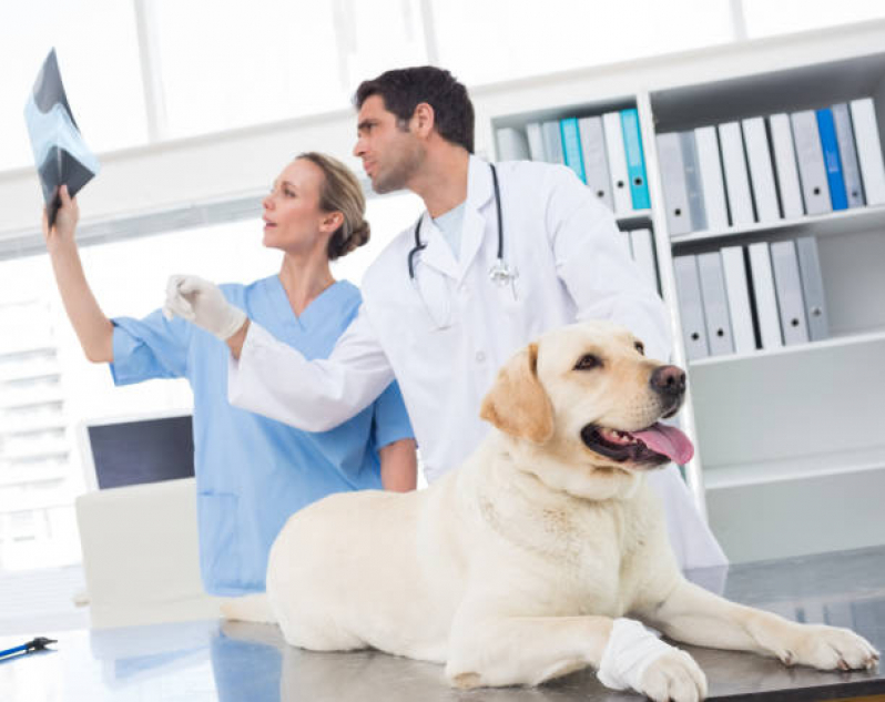 Raio X para Cachorro Parafuso - Exame Veterinário Região Metropolitana de Salvador